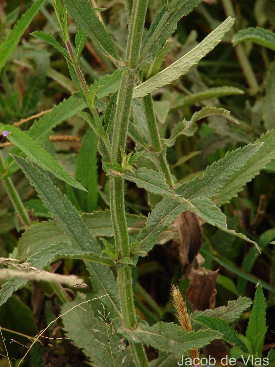 Verbena bonariensis L.